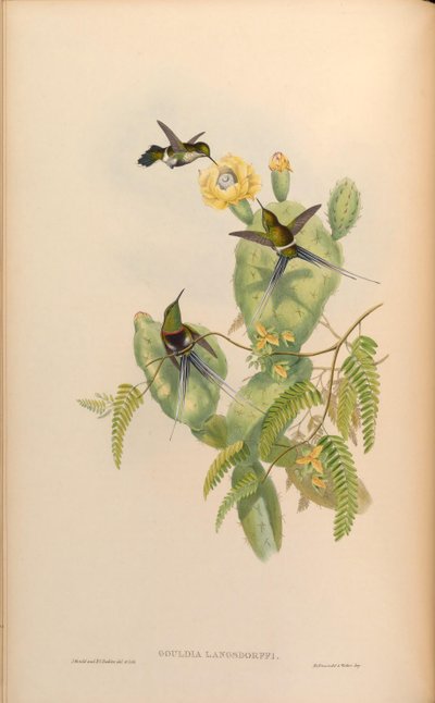 Gouldia langsdorffi = Discosura langsdorffi langsdorffi by John Gould